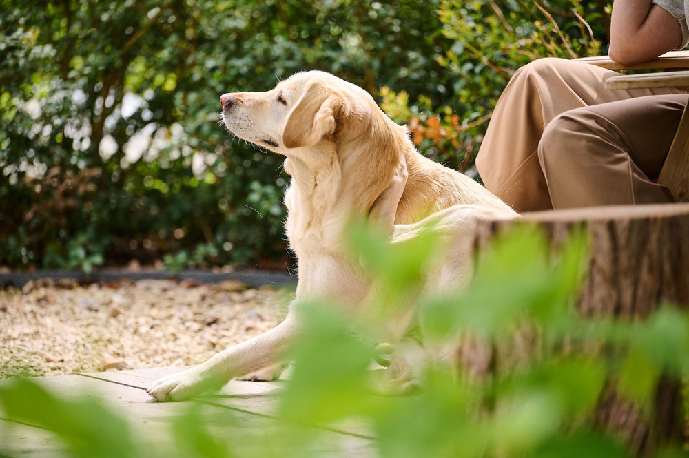 Choosing the right flea treatment Beaphar